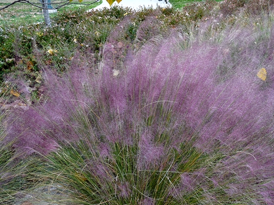 {Muhlenbergia capillaris}